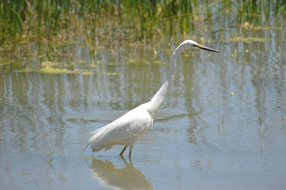 Eastern Great Egret (Ardea modesta)